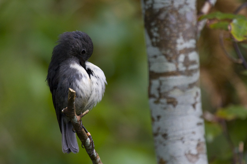 New Zealand Robin Perched On Branch